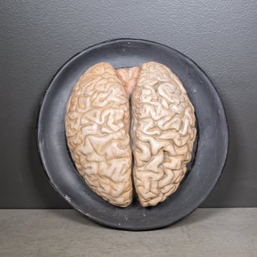 19th c. Bock-Steger Anatomical Brain Model, Germany