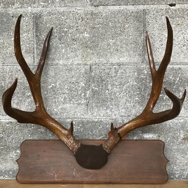 4&#215;5 Mule Deer Antlers (Seattle)