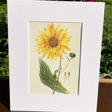 Sunflower Print in White Matte