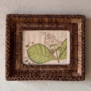 Gusto Woven Frame with Hendrik Adriaan van Rheede tot Drakenstein Hand-Colored Engraving from Hortus Malabaricus LX