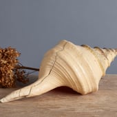 Large Pink Binga Shell from Indonesia | Michael Trapp | West Cornwall, CT