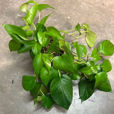 Jade Pothos