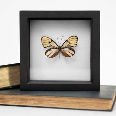 Black Framed Filipino Glassy Tiger Butterfly