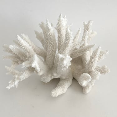 Natural Bright White Coral Specimen 