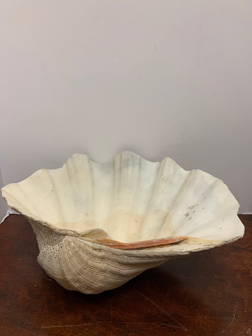 Authentic Scalloped Clamshell | MOB Vintage | Kensington - Washington, DC