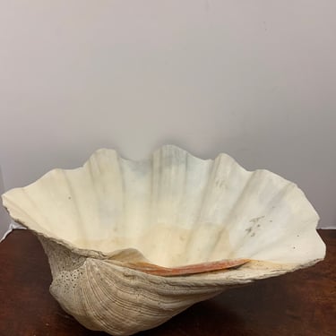 Authentic Scalloped Clamshell 