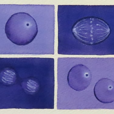 Mini Purple Mitosis  - original watercolor painting - cell cycle 