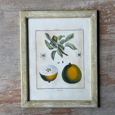 18th C. Claude Aubriet Hand-Colored Fruit Engraving of a Doyenne