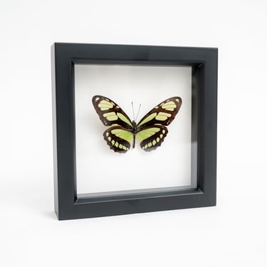 Black Framed Scarce Bamboo Page Butterfly