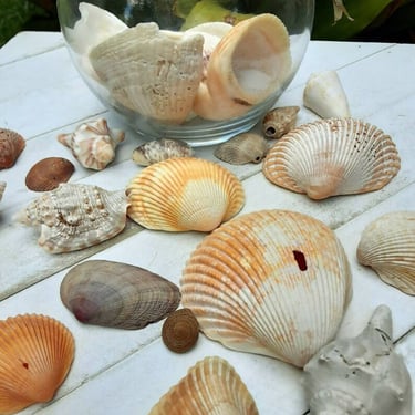 Terrarium Filled With Natural Seashells