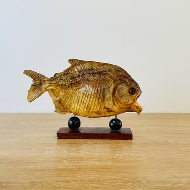 Vintage Taxidermy Piranha 