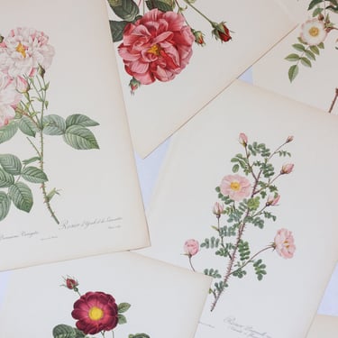 1950s french PJ Redouté botanical prints