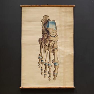 Antique Hand Painted Medical Class Anatomy Scroll of Foot c.1920-1940