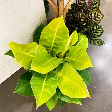 Philodendron Moonlight