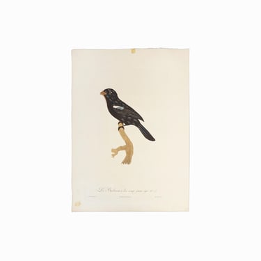 1800s Original Stipple Engraving Bird Francois Levaillant Jacques Barraband Yellow-billed Nunbird 