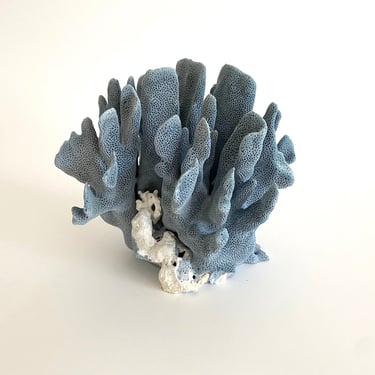 Natural Blue Coral Specimen Beach Home Decor Coastal Decor 