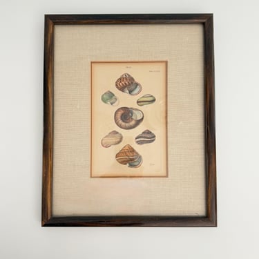 19th Century Framed Shell Engraving 
