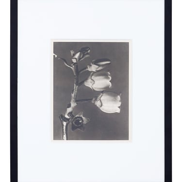 Vintage Blossfeldt Print - XIX