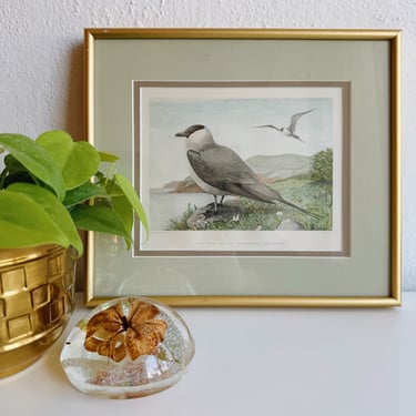 Framed Long-Tailed Jaeger