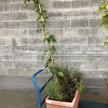 Instant Decorative Planter Garden (Seattle)