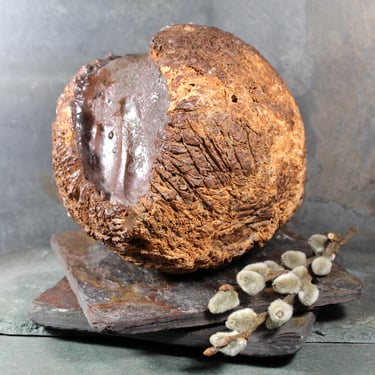 Seed Pod Sculpture | Art Sculpture | Large Hand Crafted Brown Seed Pod | Nature Art | Horticulture Art | Gardener's Gift | Bixley Shop 
