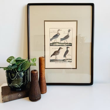 Vintage Framed Bird Print