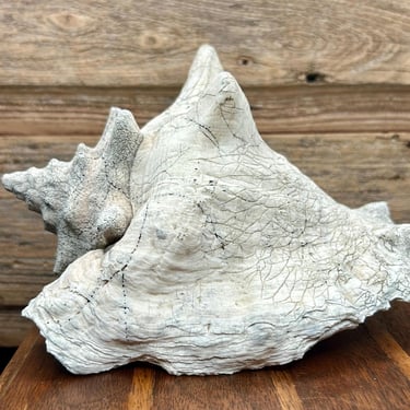 Vintage Conch Shell White Pale Pink Weathered Gray Crackling Ocean Sealife 