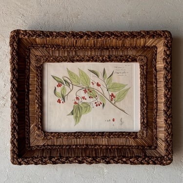 Gusto Woven Frame with Hendrik Adriaan van Rheede tot Drakenstein Hand-Colored Engraving from Hortus Malabaricus LI