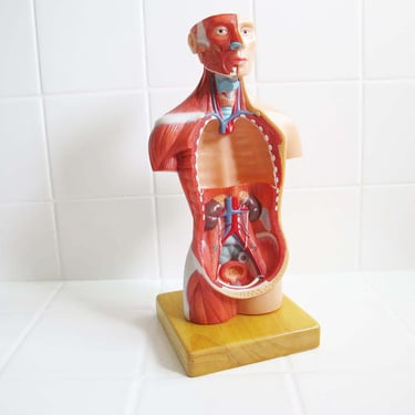 Vintage Anatomical Human Body Desktop Model 