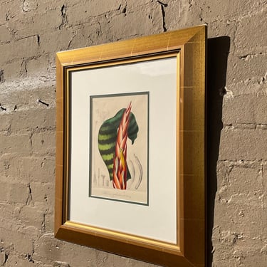 Framed Botanical