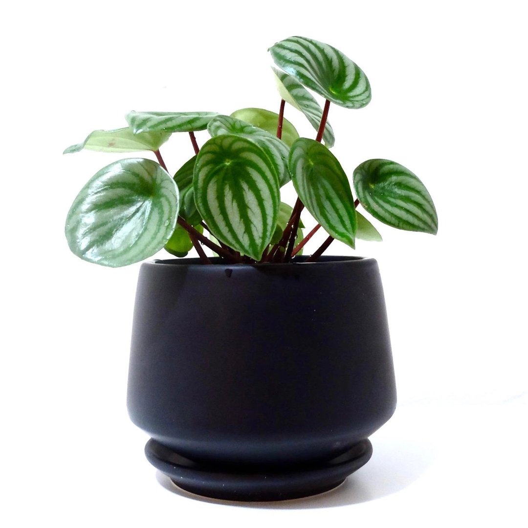 Pty Matte Black Porcelain Planter Rancho Diaz Pearl District San Antonio Tx 0232