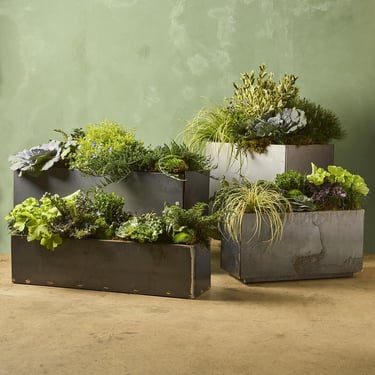 Fall Outdoor Container Gardens (PREORDER)