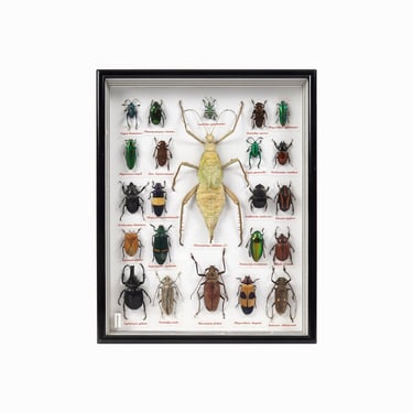Insects Display Box Taxidermy Framed 
