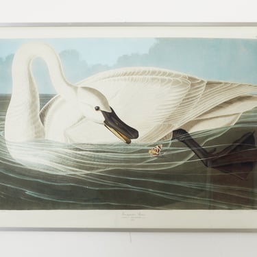 Audubon Trumpeter Swan Plate #82 Oppenheimer Edition