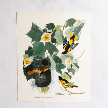 vintage audubon print, “baltimore oriole”