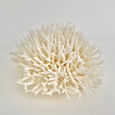 Natural White Birdsnest Coral Fragment Beach Home Decor Ocean Coral 