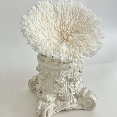 Natural Table Coral Specimen Beach Decor Coastal Decor Ocean Coral 