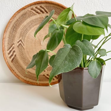 Brown Octagon Shaped Planter