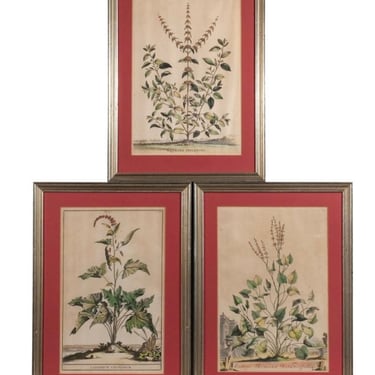 French Botanical Engravings, c. 17th cent, Set of Three