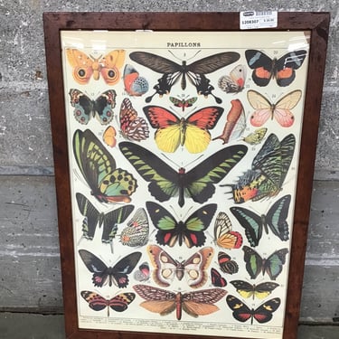 Framed French Butterfly Poster (Seattle)