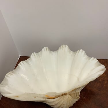 Authentic Scalloped Clam Shell 