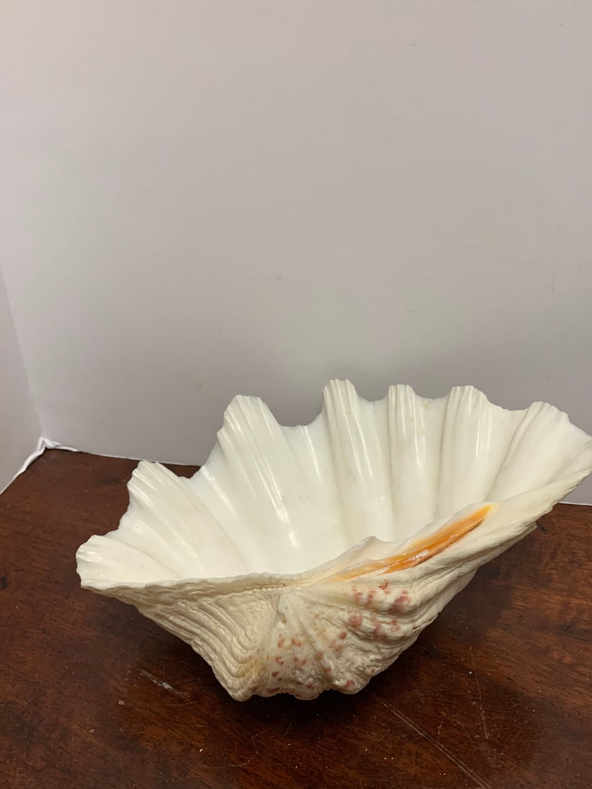 Authentic Scalloped Clamshell | MOB Vintage | Kensington - Washington, DC