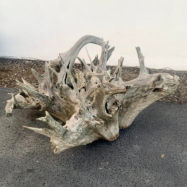 Early 20th Century Large Sculptural Driftwood Piece