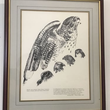 Falcon Ornithology Print (Seattle)