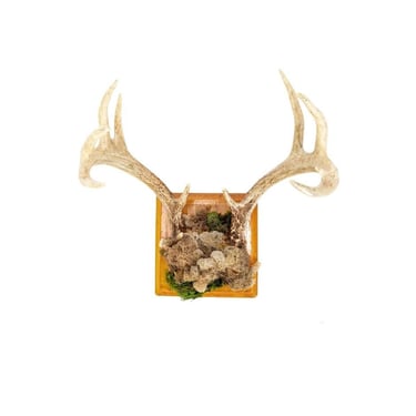 Embellished Faux Taxidermy Naturalistic Stag Deer Antler Mount Wall Hanging 