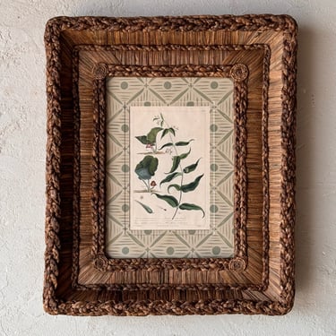Gusto Woven Frame with Phillip Miller Engraving of Three Various Botanicals circa 1807