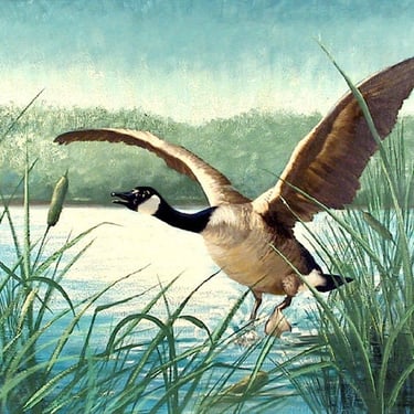 Canada Goose in Flight by Peter Darro 