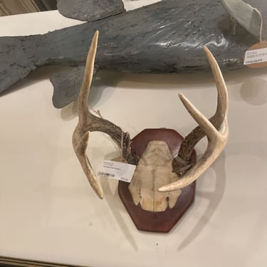 Mounted Deer Antlers