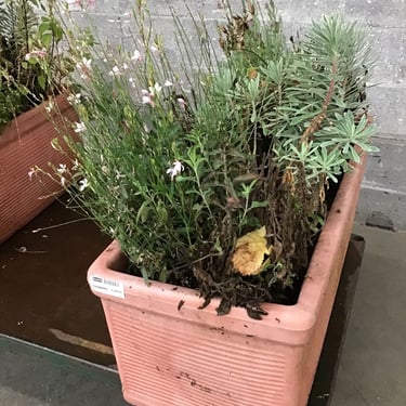 Instant Decorative Planter Garden (Seattle)