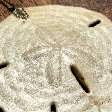 Natural Sand Dollar Pendant Necklace Ocean Sea Life Fossil Nature Natural Jewelry Gift Unisex Gender Neutral 